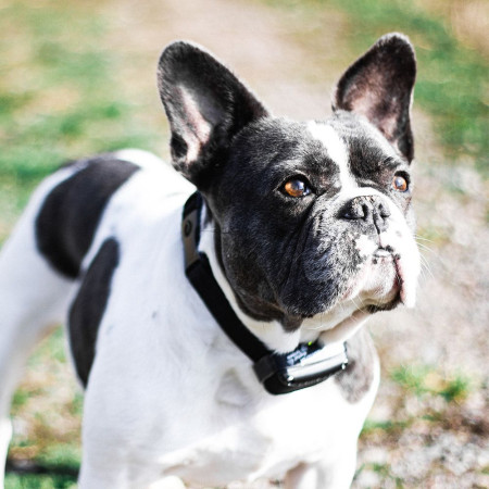 detail ELEKTRICKÝ VÝCVIKOVÝ OBOJEK D - CONTROL 600+