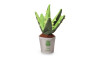 náhled HRAČKA ŠUSTÍCÍ ALOE 24 cm CAMON